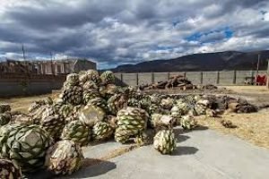 Fabrica de mezcal con Tours Mayahuel