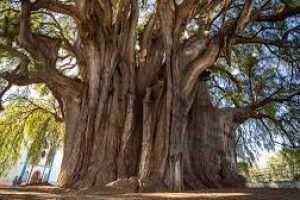 Visíta arbol del tule oaxaca con tours Mayahuel.1