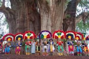 Visíta arbol del tule oaxaca con tours Mayahuel.2
