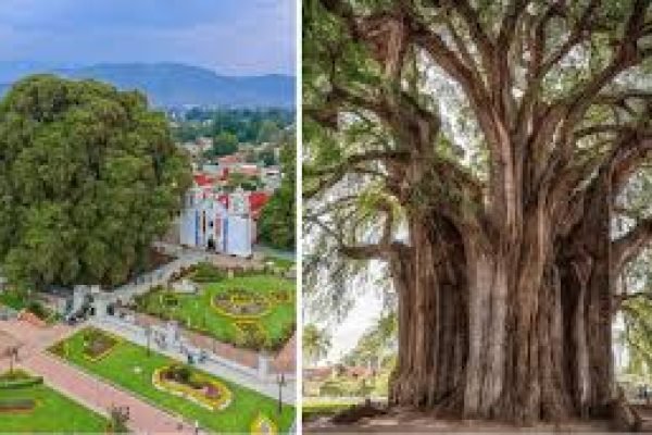 Visíta arbol del tule oaxaca con tours Mayahuel.3