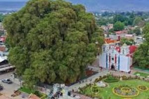 Visíta arbol del tule oaxaca con tours Mayahuel.5