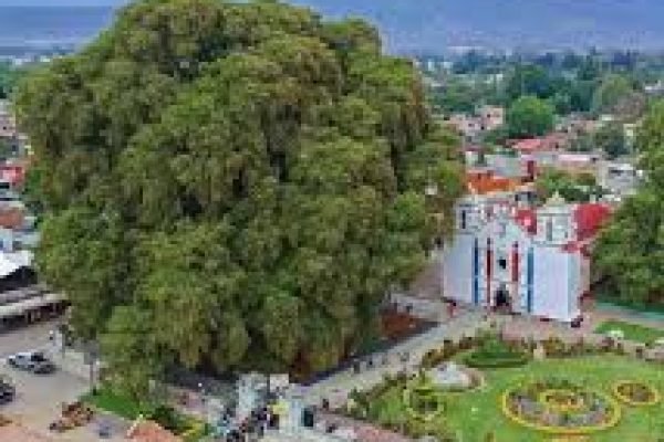 Visíta arbol del tule oaxaca con tours Mayahuel.5